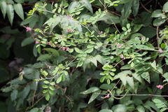 Indigofera pseudotinctoria