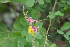 Indigofera pseudotinctoria