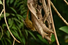 Anabacerthia striaticollis