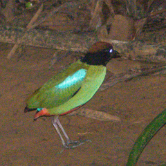 Pitta sordida cucullata