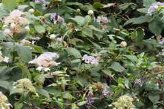 Hydrangea involucrata
