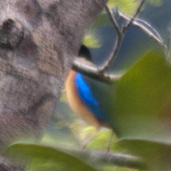 Pitta moluccensis