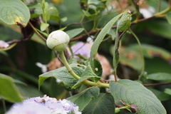 Hydrangea involucrata