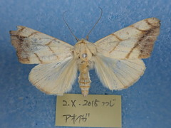 Xanthodes transversa