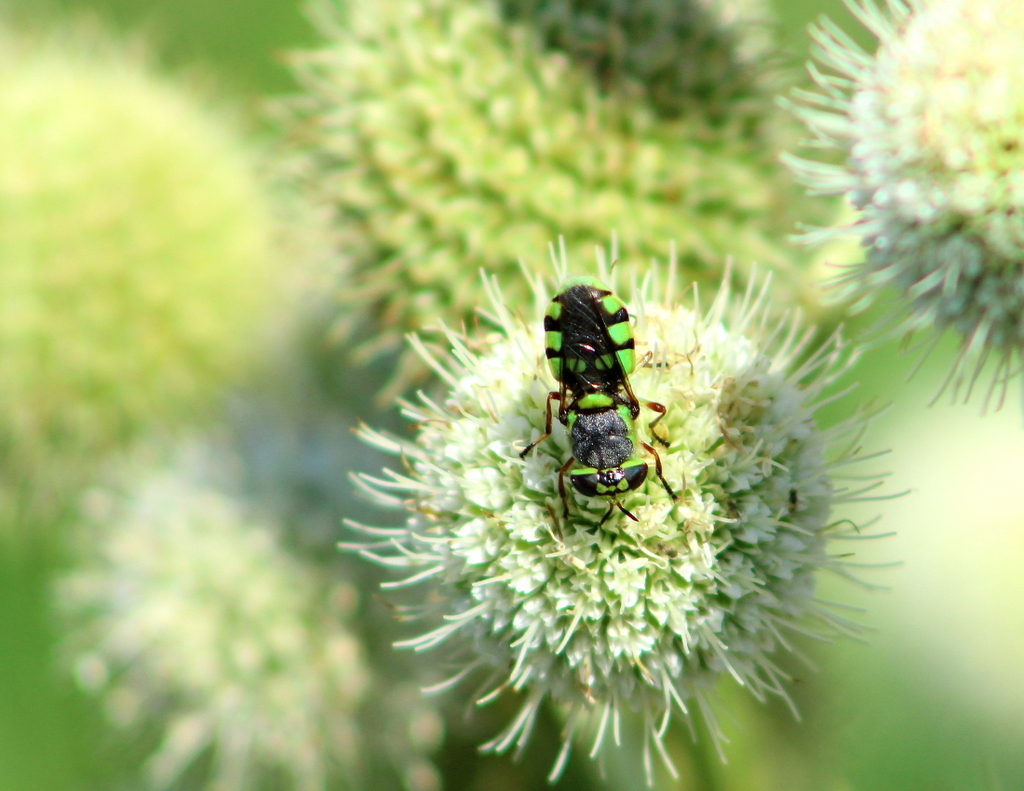 Odontomyia cincta from LLELA on July 27, 2014 at 10:00 AM by ...