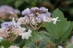 Hydrangea involucrata