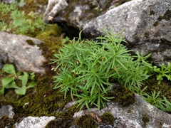 Erigeron hyssopifolius