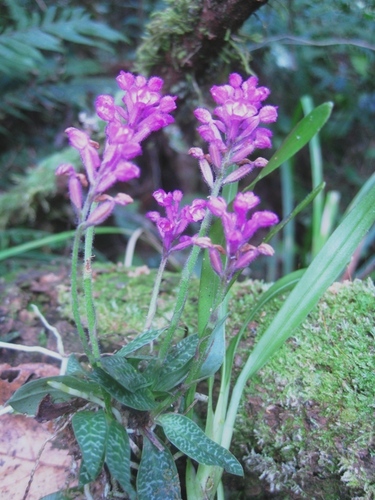 Cynorkis peyrotii · BioDiversity4All