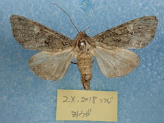 Mamestra brassicae