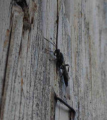 Coelichneumon navus