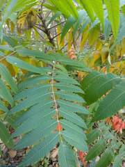 Rhus