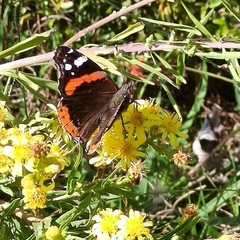 Vanessa atalanta