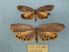 Cerace xanthocosma