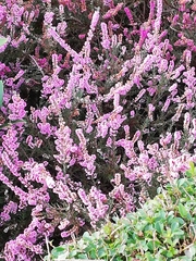 Calluna
