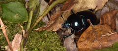 Phelotrupes