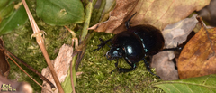 Phelotrupes