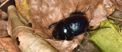 Phelotrupes