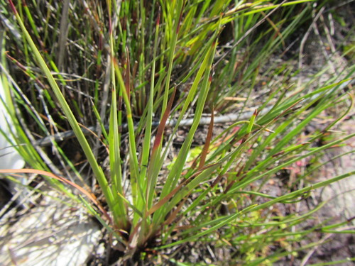 Flat Veldrush (Schoenus complanatus)