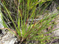 Schoenus complanatus