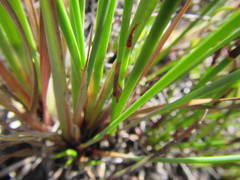 Schoenus complanatus