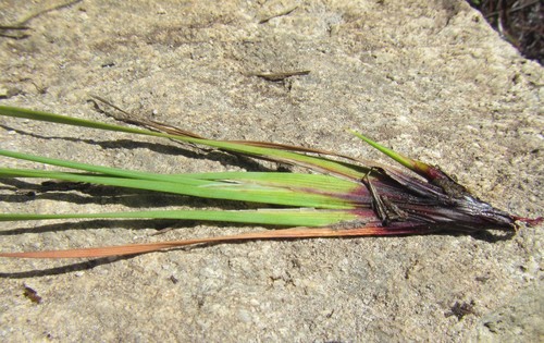 Image of Schoenus complanatus by (c) douglaseustonbrown, some rights reserved (CC BY-SA)