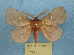 Euthrix albomaculata