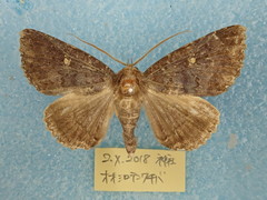 Hypersypnoides submarginata