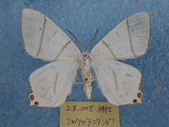 Ourapteryx maculicaudaria