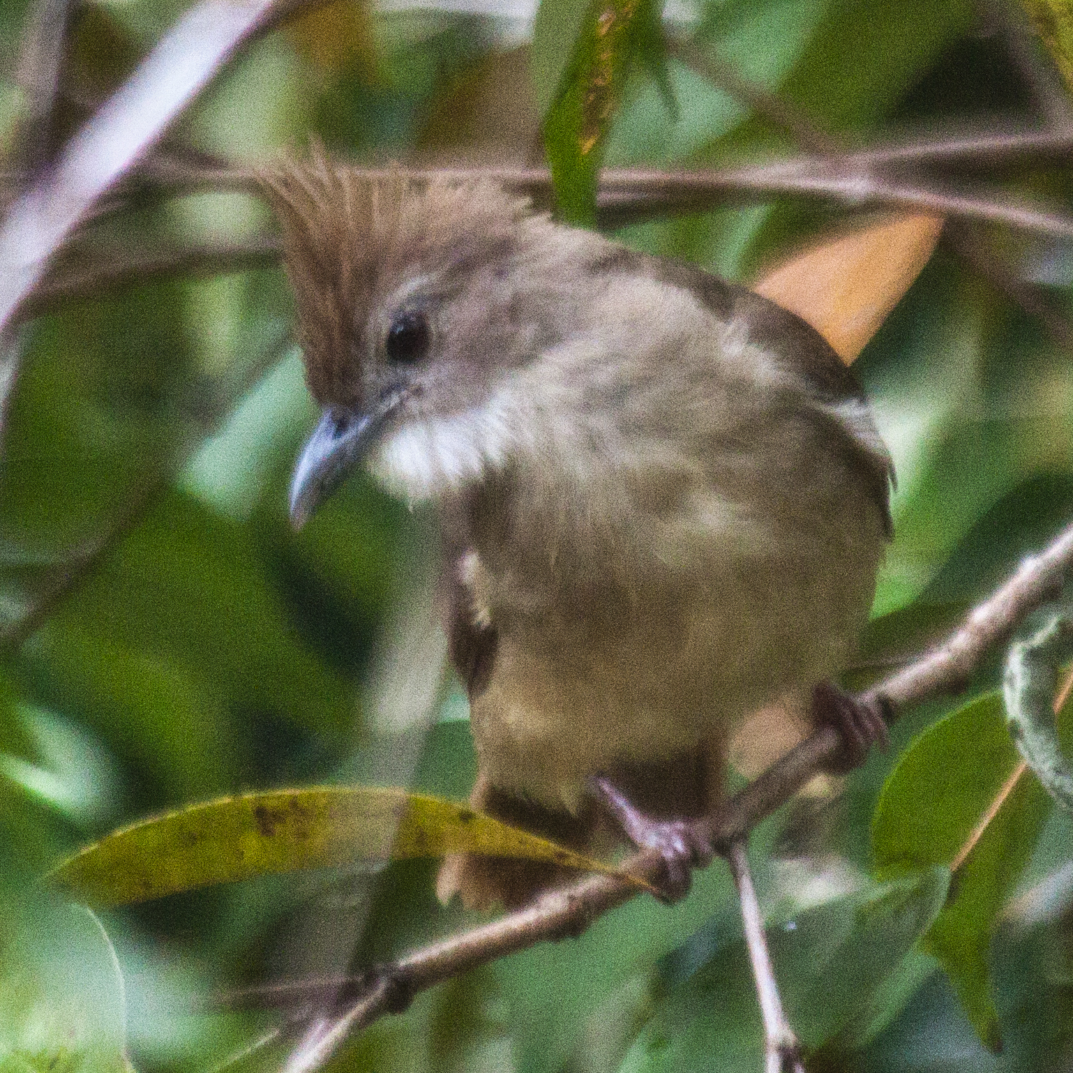 Ochraceous Bulbul illustration
