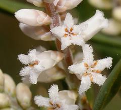 Leucopogon australis