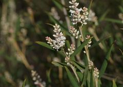 Leucopogon australis