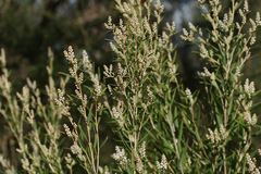Leucopogon australis