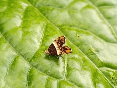 Choreutis argoxantha