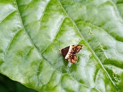 Choreutis argoxantha