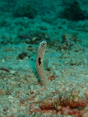 Heteroconger hassi