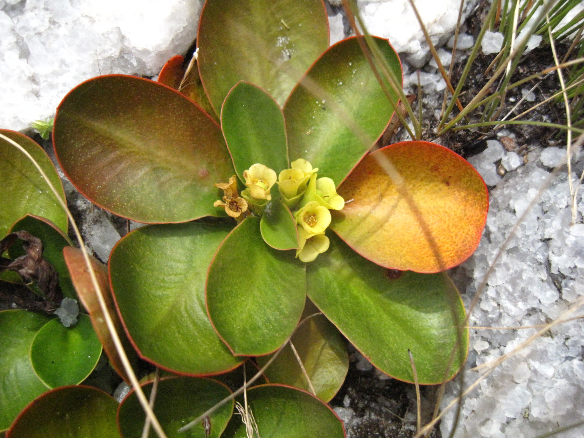 Euphorbia quartziticola