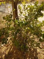Ligustrum