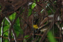 Icterus portoricensis