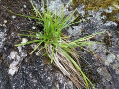 Carex capillaris