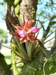 Tillandsia geminiflora
