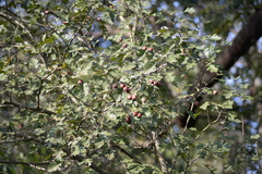 Crataegus pinnatifida