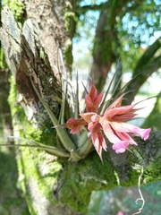 Tillandsia geminiflora
