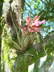 Tillandsia geminiflora