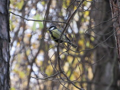 Parus major
