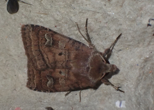 Small Square-spot photo 2