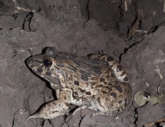 Limnonectes macrodon