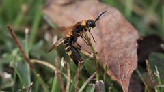 Eriotremex formosanus
