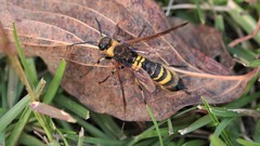 Eriotremex formosanus