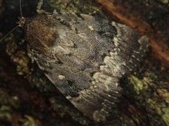 Amphipyra horiei