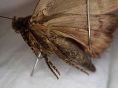 Amphipyra horiei